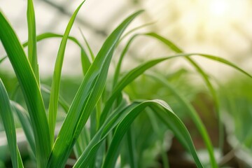 Obraz premium The lemongrass banner presents an ultramodern