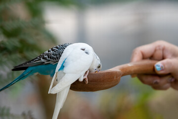 Parrots eat food in the morning. Raising parrots in Thailand