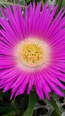 Obraz premium Beautiful Flowers of the Spring