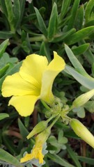 Beautiful Flowers of the Spring