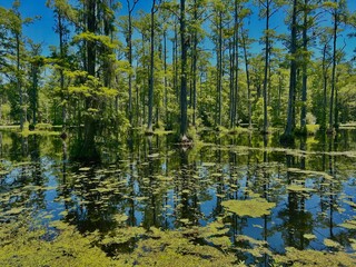 lake in forest