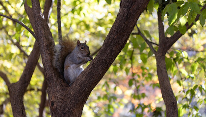 Gray squirrel in forest. Eastern gray squirrel outdoor. Wild animal in nature. Squirrel on the tree. Rodent animal fauna. Autumn scene with Sciurus rodent animal. Wildlife nature