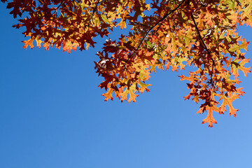 Gorgeous and Bright Fall Leaves