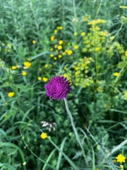 Obraz premium Thistle