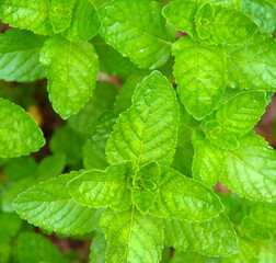 Fresh green peppermint plant leaves