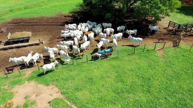 Livestock Animals At Campinas Sao Paulo Brazil. Aerial View Of Nelore Cattle Grazing On A Lush Green Pasture. Deserted Outdoor Country Awesome. Country. Campinas Sao Paulo.