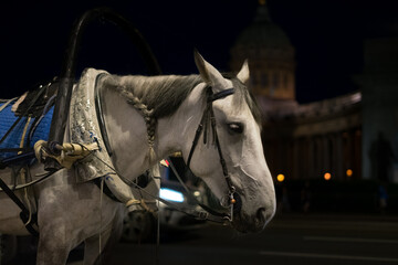 Obraz premium White horse in the night city