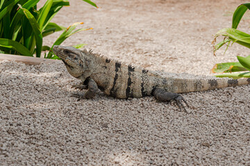 Close up of mexican iguana in Tulum, Mexico