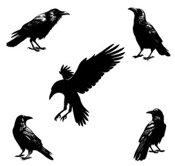 set of crow