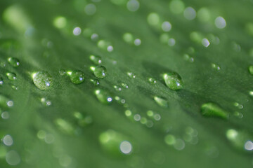 Macro shot of rain droplet or dew on green plant