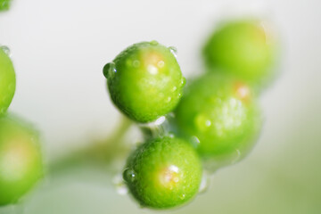 Macro shot of rain droplet or dew on green plant