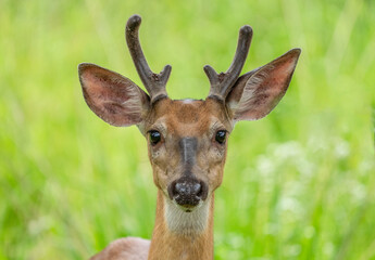 Male White-tailed Deer Looking at Camera in Summer Meadow