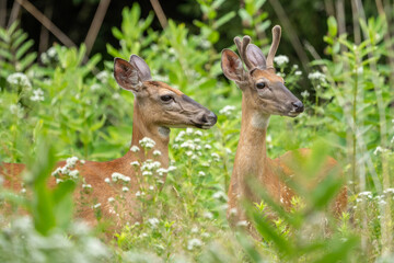 Two White-tailed Deer in Summer Meadow