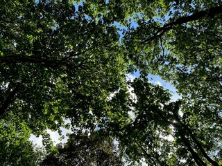Beautiful trees with green leaves growing in park, bottom view