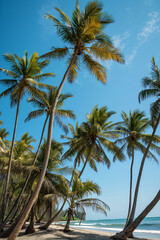 Obraz premium palm trees on the beach