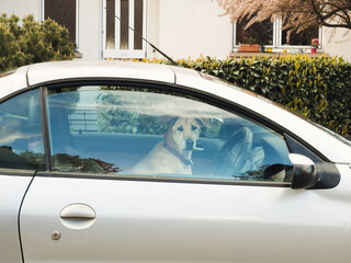 A dog sits in the driver's seat of a parked car, gazing out of the window, surrounded by greenery...