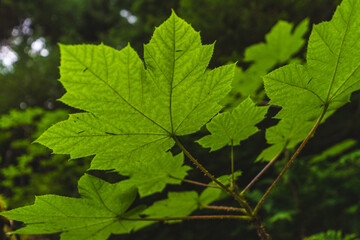 Closeup underside of prickly Alaska Devil's Club Leaves