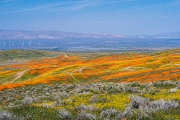 Wide angle hillside field of vibrant orange poppies in bloom, mountains and windmills in the distance, blue sky