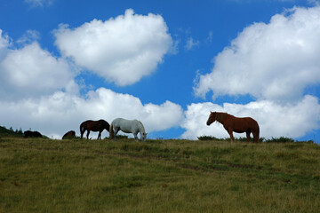 Horses grazing in Poiana Stiol area, Rodna Mountains, Romania