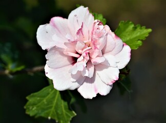 pink rose bush