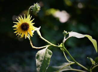 sunflower on the field