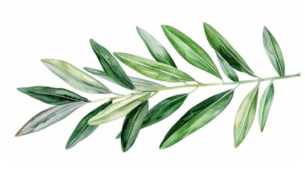 Obraz premium An olive leaf visualized with slender watercolor details isolate on white background