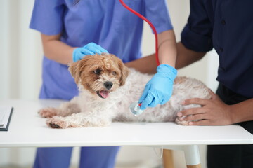 At a modern veterinary clinic, a Panshi Tzu puppy sits on an examination table. Meanwhile, a female veterinarian assesses the health of a healthy dog ​​being examined by a professional veterinarian.