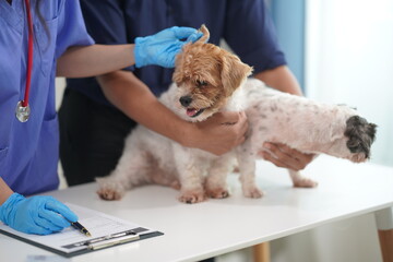 At a modern veterinary clinic, a Panshi Tzu puppy sits on an examination table. Meanwhile, a female veterinarian assesses the health of a healthy dog ​​being examined by a professional veterinarian.