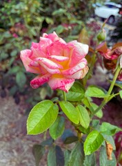 Pink and white hybrid rose bush 2.7