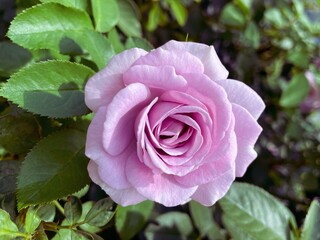 Lilac Bush Rose flower