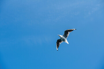A Black-headed Gull Chroicocephalus ridibundus soars gracefully against a clear blue sky, its wings outstretched and its red beak prominently visible