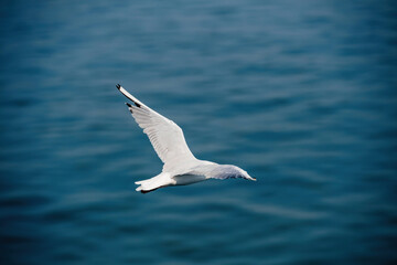 A seagull Larus argentatus with white and grey feathers flies gracefully over the blue ocean water, showcasing its impressive wingspan and natural elegance