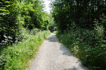 a gravel path through a lush, green forest on a sunny day, surrounded by dense foliage and tall grass, creating a serene and adventurous atmosphere