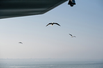 Three European herring gulls Larus argentatus soaring over the calm sea under a clear sky in the Netherlands, with a ship's structure partially visible in the frame