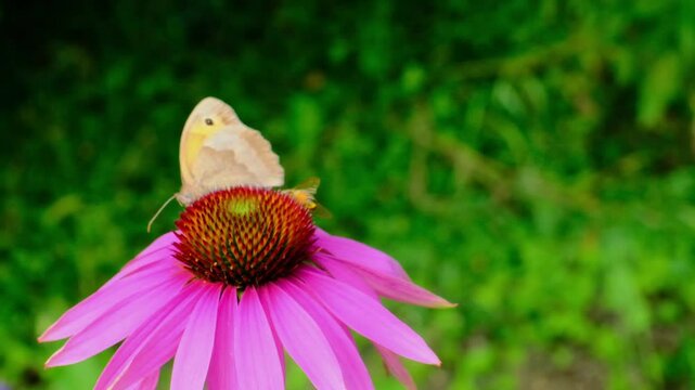 echinacea purpurea. Vibrant pink echinacea blooms and fluttering butterflies in a sunlit summer garden. High quality FullHD footage