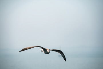 A young European herring gull Larus argentatus gliding effortlessly over a calm, blue sea in the...