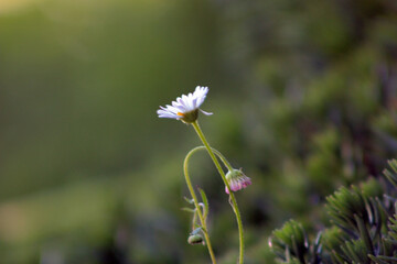 Macro photography concept of bellis perennis, commonly known as common daisy, lawn daisy or English daisy with green blurry textured abstract background © Max Asrory