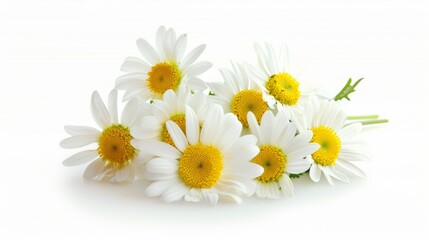 Obraz premium A bunch of white daisies are arranged in a row