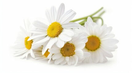Obraz premium A bouquet of white daisies with yellow centers