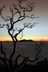 Silhouette of dried tree with fluffy sea of clouds and a mountain in the background.