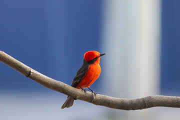 Male Vermilion Flycatcher resting peacefully on a branch with a blue out of focus background. Pyrocephalus rubinus