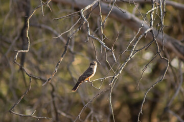 Female Vermilion Flycatcher resting on a branch in nature surrounded by many branches and leaves in the background. Pyrocephalus rubinus