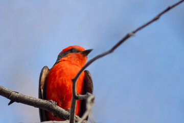 Vibrant Vermilion Flycatcher perched on a branch with blue sky in Queretaro Mexico. Pyrocephalus rubinus