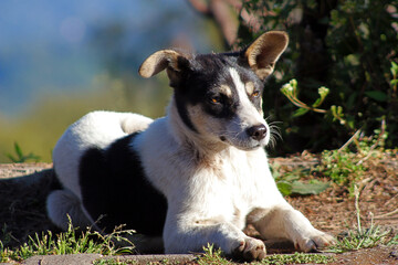 A homeless domestic dog on the street.
