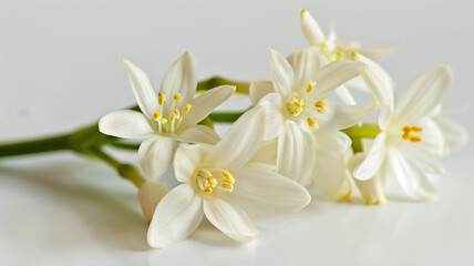 Obraz premium Jasmine Philadelphus flowers and leaves in a floral arrangement isolated on white background. Jasmine Philadelphus, floral arrangement, white background, flowers and leaves, isolated flowers,
