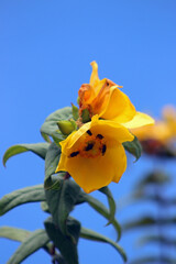 Hypericum patulum against the blue sky, known as goldencup St. John's wort or yellow mosqueta, a...