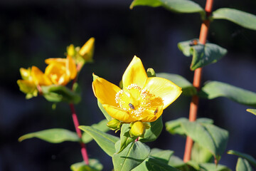 Hypericum patulum in blossom, known as goldencup St. John's wort or yellow mosqueta, a shrub...