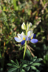 Obraz premium Lupinus mutabilis in blossom, a species of edible bean, with common names tarwi, chocho, altramuz, Andean lupin, pearl lupin.