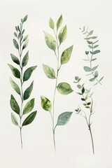 Fototapeta premium Watercolor botanical illustration of green leaves and eucalyptus branches nature art concept