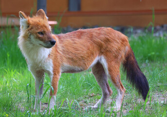 The dhole (Cuon alpinus) is a canid native to Central, South, East and Southeast Asia. It is genetically close to species within the genus Canis,